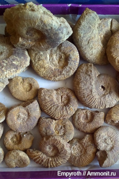 Крым, готерив, Верхоречье, Hauterivian