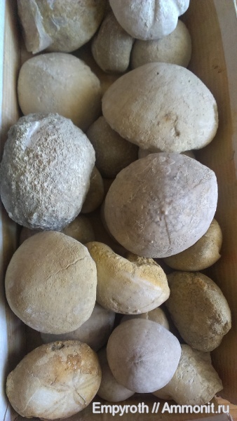 морские ежи, эоцен, Крым