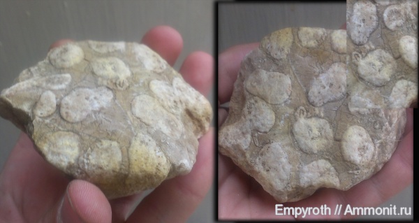 кораллы, титон, Scleractinia, Чатыр-Даг, Tithonian