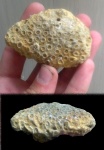Готтеривские кораллы  Stylina, Трудолюбовка