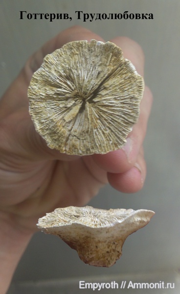 кораллы, Крым, готерив, Scleractinia, Трудолюбовка, Hauterivian