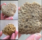 Коралл из верхнего готтерива Трудолюбовки (возможно Dimorphocaenia)