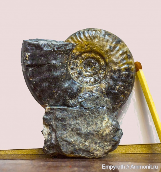 аммониты, келловей, Hecticoceras, Крым, Ammonites, Callovian, Middle Jurassic