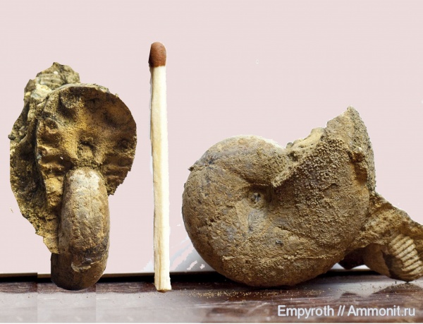 аммониты, юра, Крым, Calliphylloceras, Ammonites, Jurassic