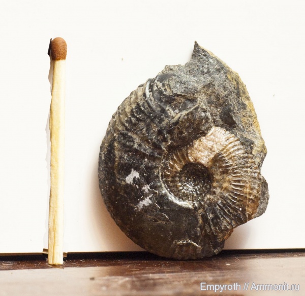 юра, келловей, Крым, Gulielmina, Gulielmina anterior, Callovian, Jurassic, Middle Jurassic