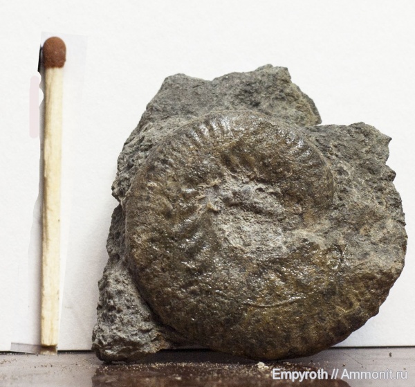 келловей, Крым, Callovian, Middle Jurassic