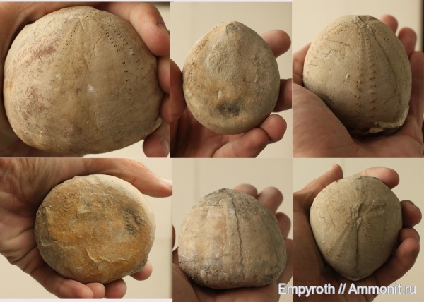 Echinocorys, Дагестан, даний, Echinocorys subglobosus