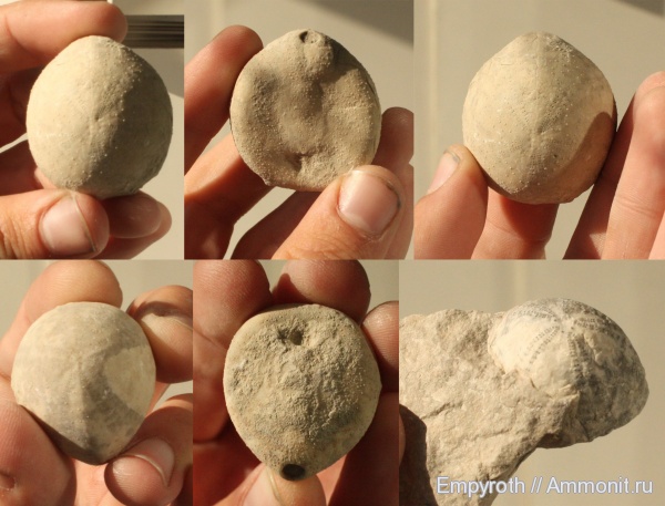 морские ежи, лютет