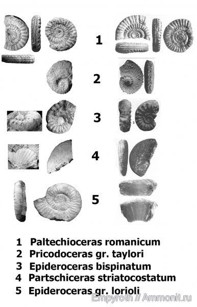 Paltechioceras romanicum, Epideroceras lorioli, Partschiceras striatocostatum, Epideroceras bispinatum, Phricodoceras taylori