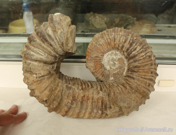 баррем, Дагестан, Pseudocrioceras, Barremian