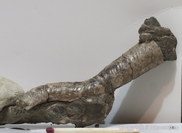 аммониты, мел, апт, Ammonites, Дагестан, Aptian, Cretaceous