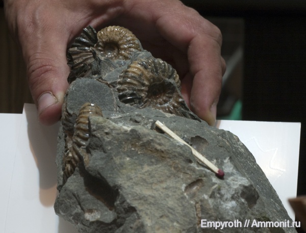 аммониты, мел, Ammonites, Дагестан, Parahoplites, Cretaceous