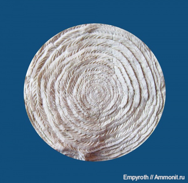 Крым, Nummulites, лютет, Nummulites poligyratus