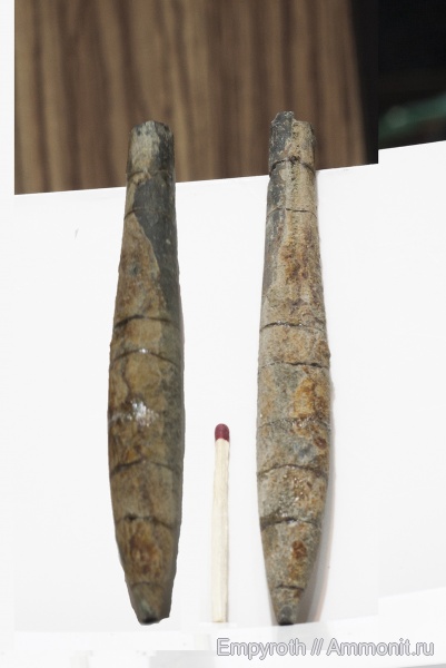 окаменелости, белемниты, Hibolites, келловей, Крым, hibolites hastatus, Fossils, Callovian, Middle Jurassic, belemnites