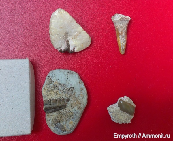 Polyrhizodus, Saivodus, Psephodus