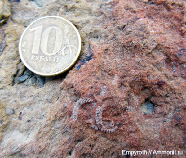 юра, Крым, офиуры, Jurassic