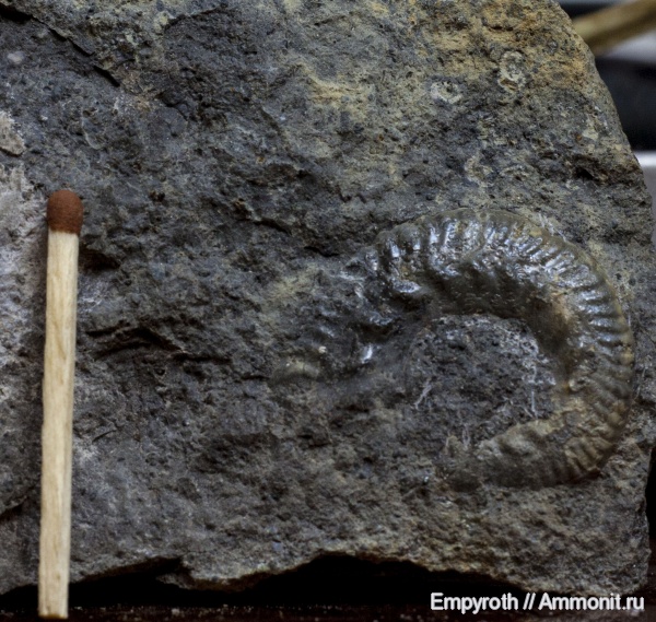 келловей, Крым, Callovian, Middle Jurassic