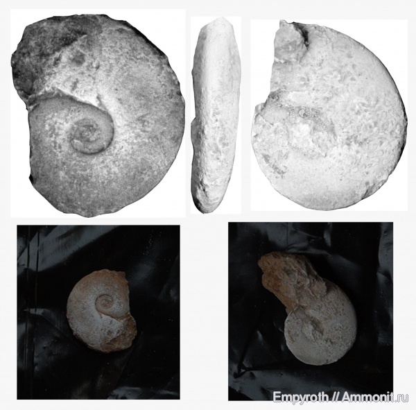 Крым, синемюр, Juraphillites, Sinemurian