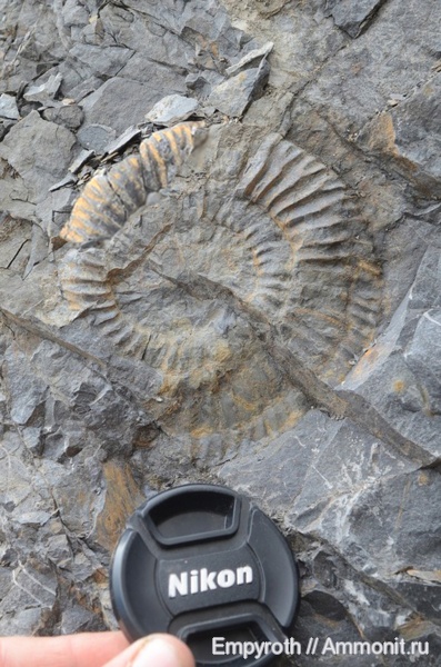 аммониты, байос, Крым, Parkinsonia, Ammonites, Parkinsoniidae, Rarecostites, Parkinsonia rarecostata, Rarecostites rarecostata, Bajocian