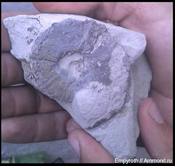 аммониты, пирит, Крым, Valdedorsella