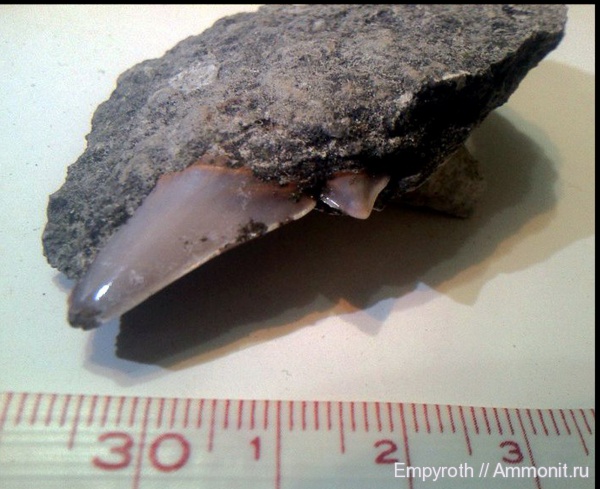 акулы, Крым, Otodus, otodus naidini, sharks