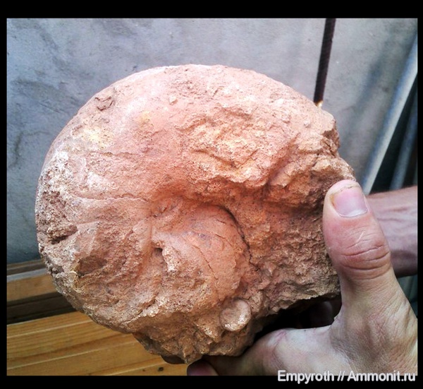 наутилусы, Крым, готерив, Cymatoceras