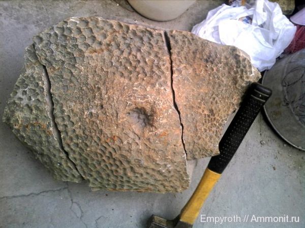 кораллы, оксфорд, Крым