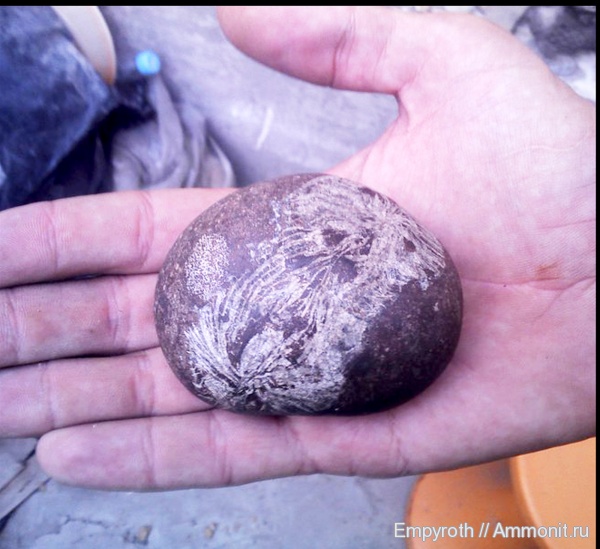 кораллы, оксфорд, Крым