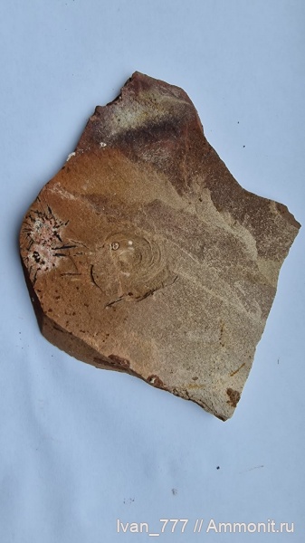 морские ежи