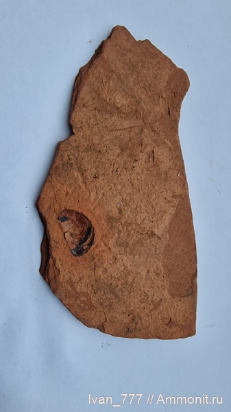 двустворки