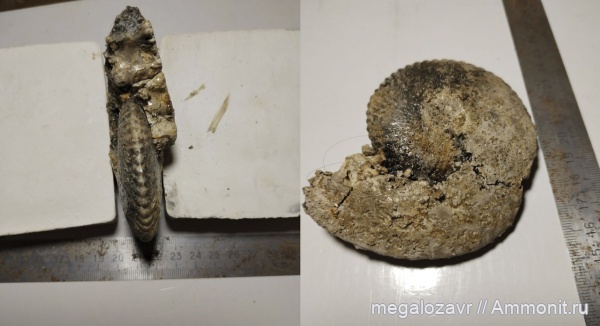 аммониты, моллюски, юра, головоногие моллюски, келловей, беспозвоночные