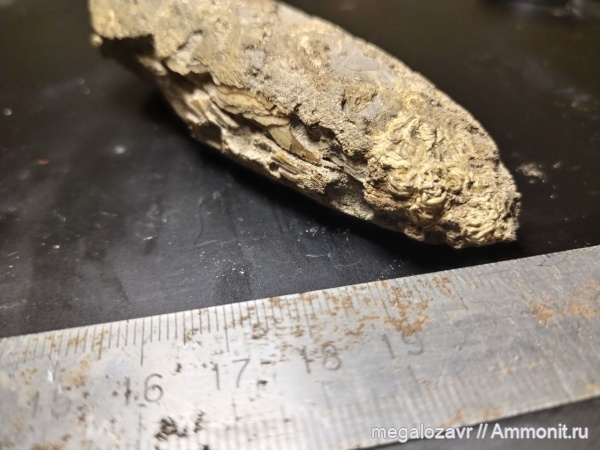 белемниты, моллюски, юра, оксфорд, головоногие моллюски, беспозвоночные