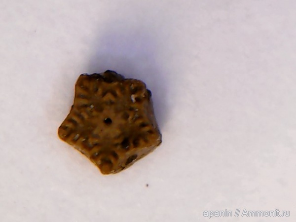 морские лилии, мел, Pentacrinus, пентакринус