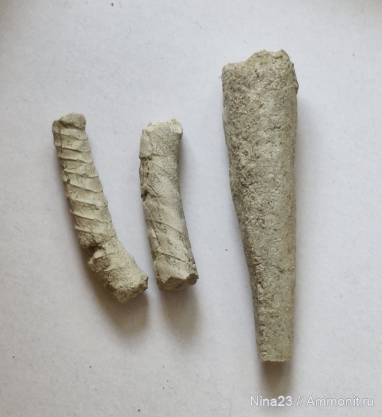 ордовик, эндоцерасы, Endocerida, Ordovician, Лопухинка