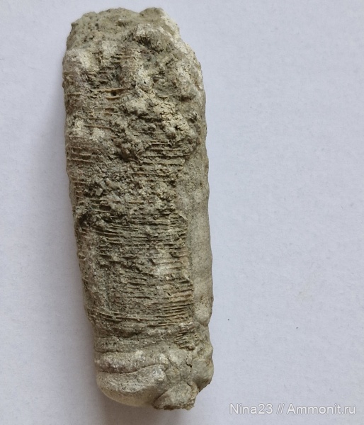 ордовик, эндоцерасы, Endocerida, Ordovician, Лопухинка