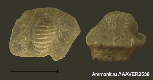 Ptychodus, Elasmobranchii, Ptychodus mammilaris, Cretaceous, teeth, sharks
