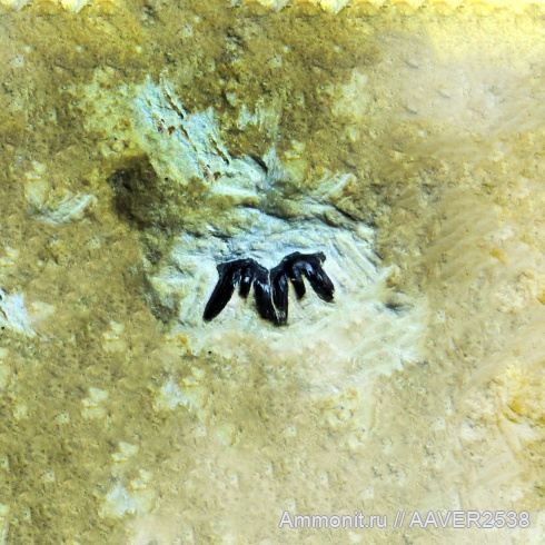 карбон, Ctenacanthiformes, зубы рыб, Heslerodus, fish, teeth, Heslerodus divergens