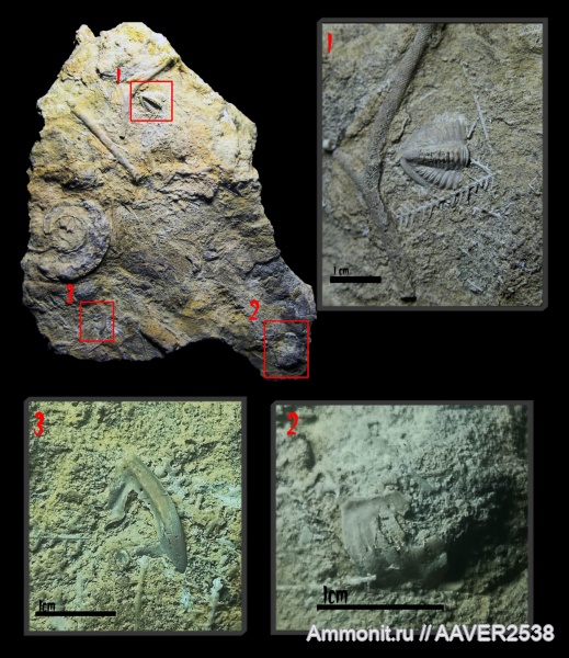трилобиты, карбон, Гжель, верхний карбон, Ditomopyge, Ditomopyge mosquensis