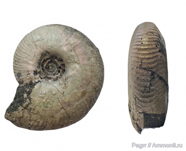 аммониты, юра, Фили, волжский ярус, Craspedites, Ammonites, зона Kachpurites fulgens, Craspedites fragilis, Craspeditidae, Volgian, Jurassic