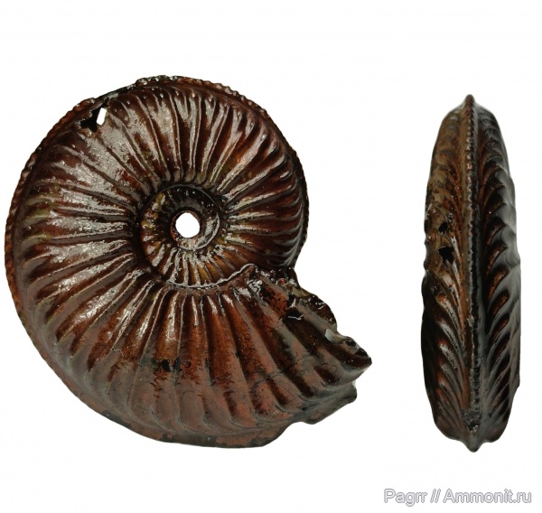 аммониты, юра, Amoeboceras, верхний оксфорд, Amoeboceras alternoides, Cardioceratidae, Ammonites, оксфордский ярус, Oxfordian