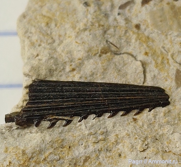 карбон, рыбы, позвоночные, нижний карбон, плавниковые шипы, шипы, Заборье, ихтиодорулиты, fish, шипы рыб