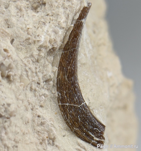 карбон, рыбы, нижний карбон, стешевский горизонт, Symmoriiformes, Falcatus, серпуховский ярус, Заборье, fish