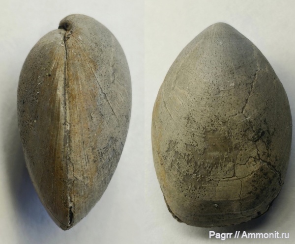 брахиоподы, юра, Мневники, Russiella, Terebratulida, Russiella truncata