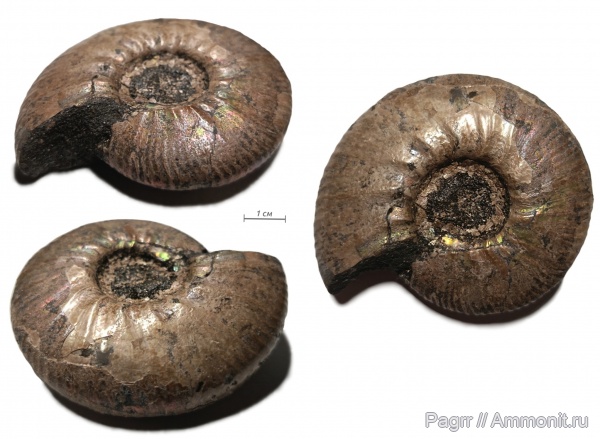 аммониты, юра, волжский ярус, Craspedites, Ammonites, зона Kachpurites fulgens, Craspeditidae, Volgian, Jurassic
