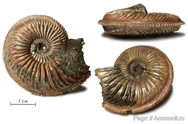 аммониты, юра, оксфорд, Марково, Amoeboceras, Amoeboceras alternoides, Cardioceratidae