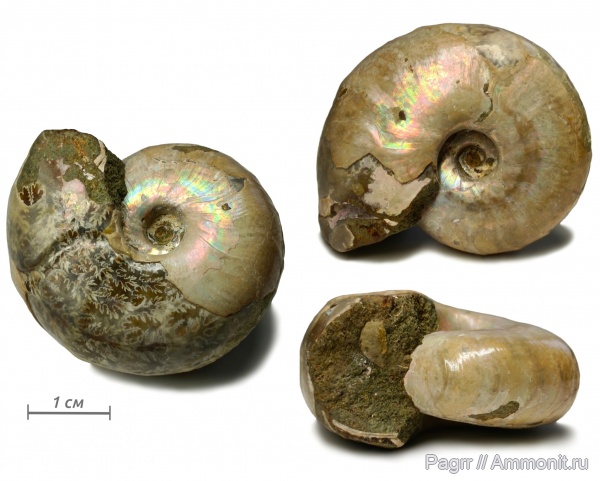 аммониты, мел, Мадагаскар, альб, Desmoceras latidorsatum, Desmoceras, Desmoceratidae