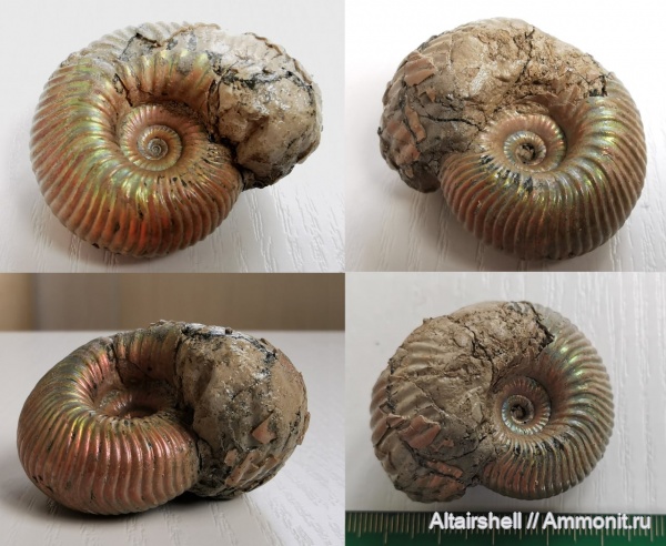 аммониты, Eboraciceras, Eboraciceras rybinskianum