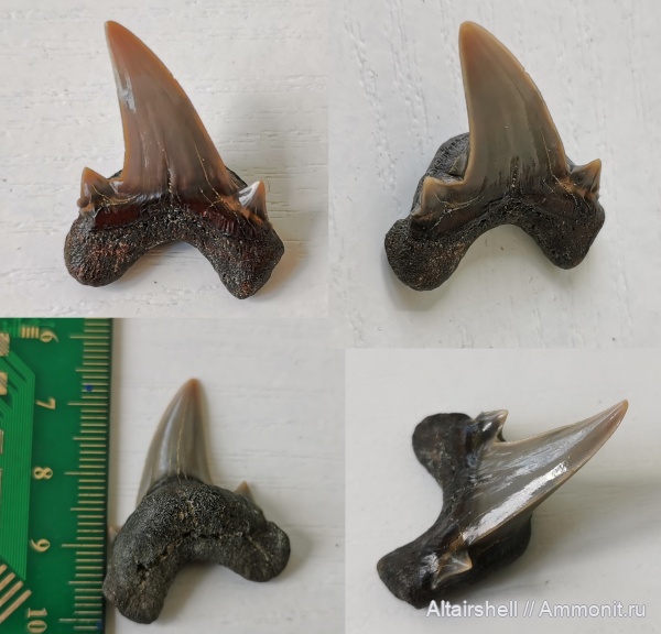 хрящевые рыбы, сеноман, зубы акул, Dwardius