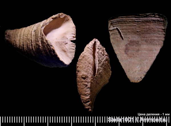 девон, кораллы, Calceola