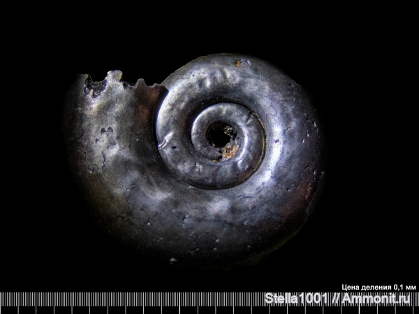 аммониты, келловей